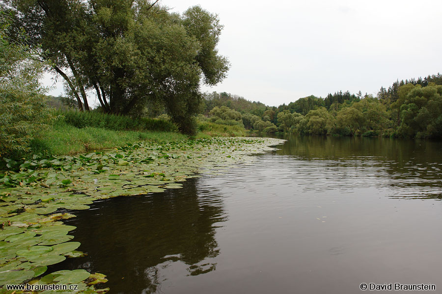 2007_0802_161643_be_berounka_rostliny_pod_telinem_119_4